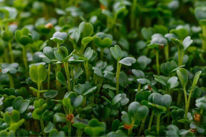 写真：HACCPの考えを取入れた効率的なJGAP衛生管理を実現