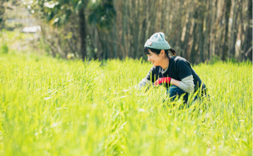 写真：畑の葉を触る手元